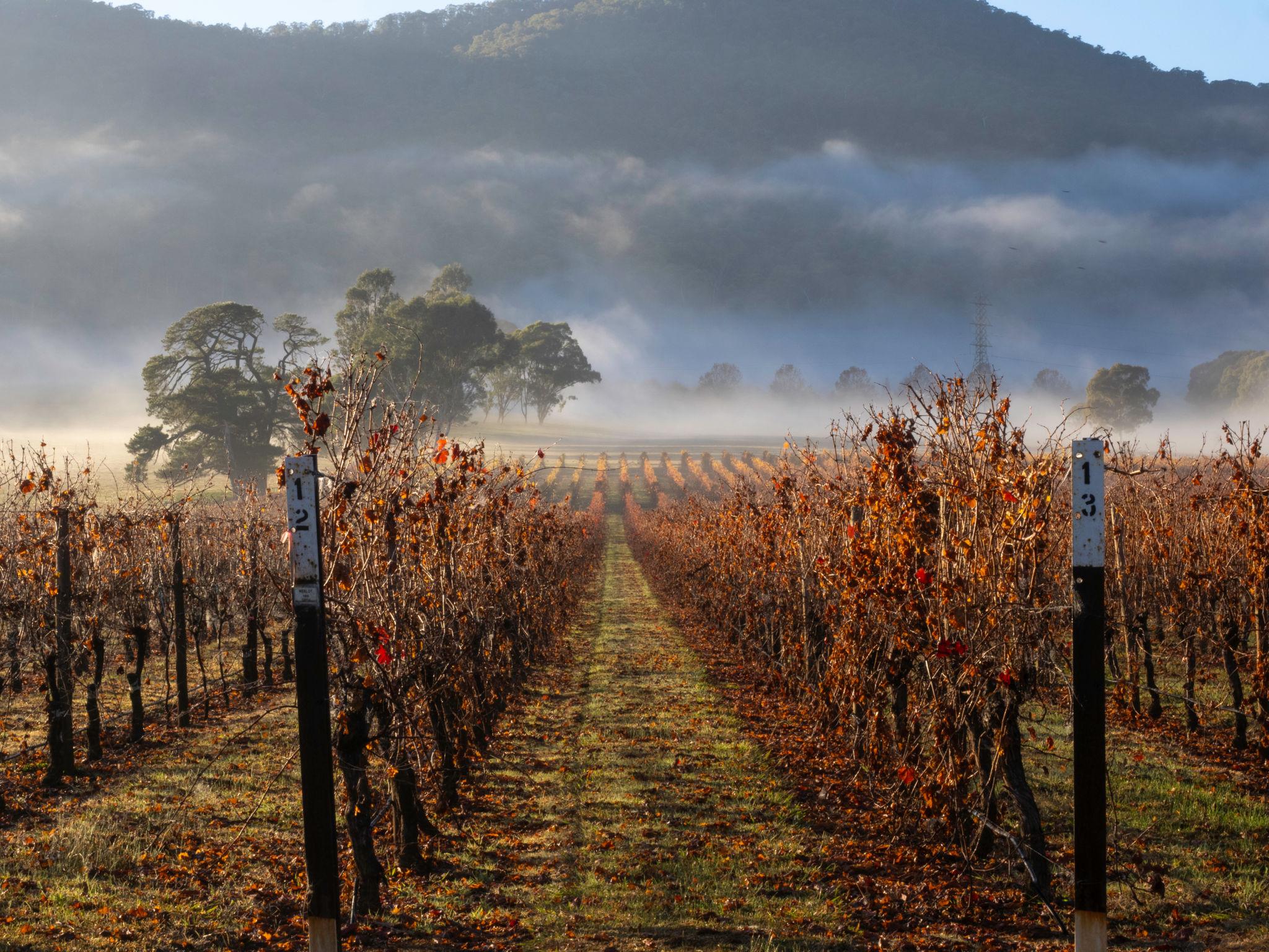 vineyard transformation