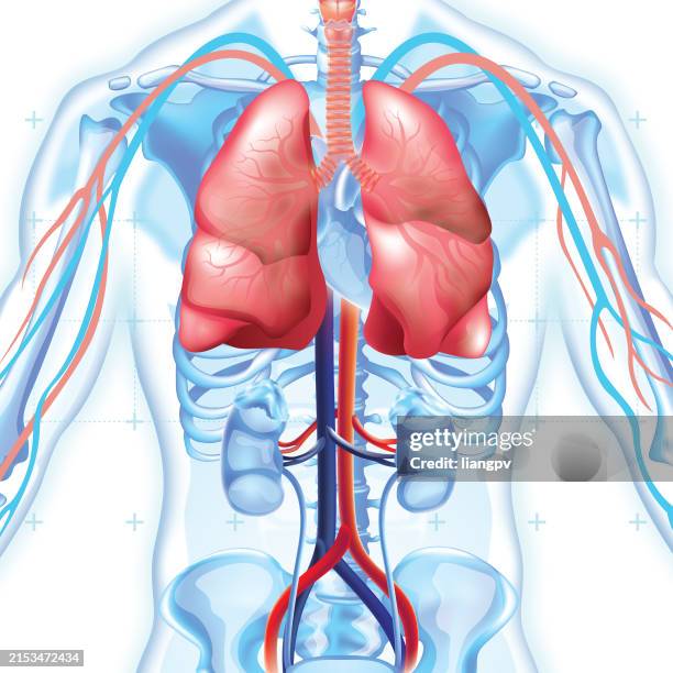 human lung - larynx stock illustrations