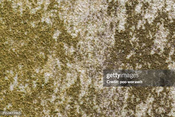 moss stains on the wall. - grass stained stock pictures, royalty-free photos & images