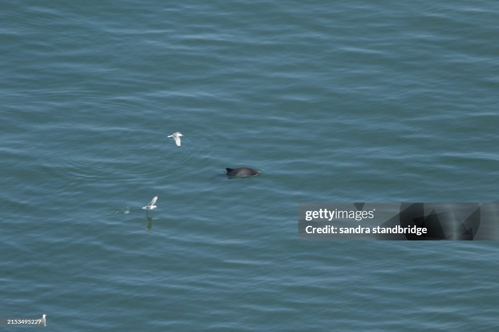 A Porpoise, Phocoena phocoena, swimming in the sea being followed by a couple of Kittiwake, Rissa tridactyla.