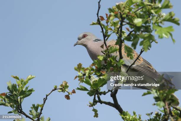 an endangered turtle dove, streptopelia turtur, perching at the top of a hawthorn tree in springtime. - turtle dove stock pictures, royalty-free photos & images
