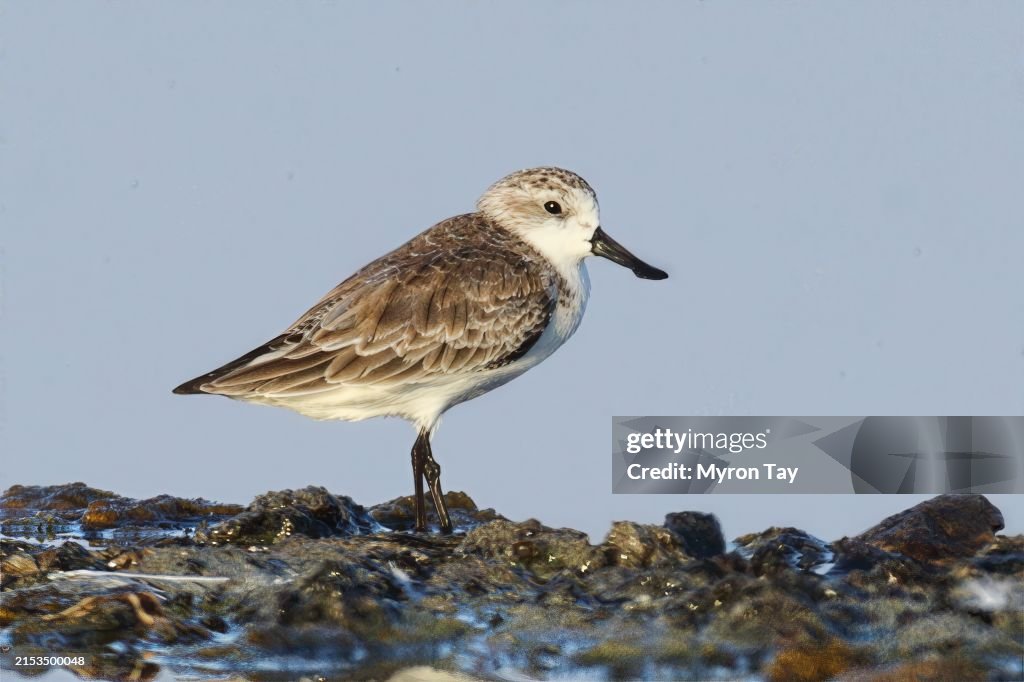 Spoon-billed Sandpiper