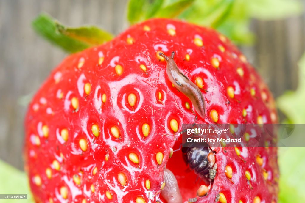 Magnificent organic strawberry in late spring (bio) eaten by slugs