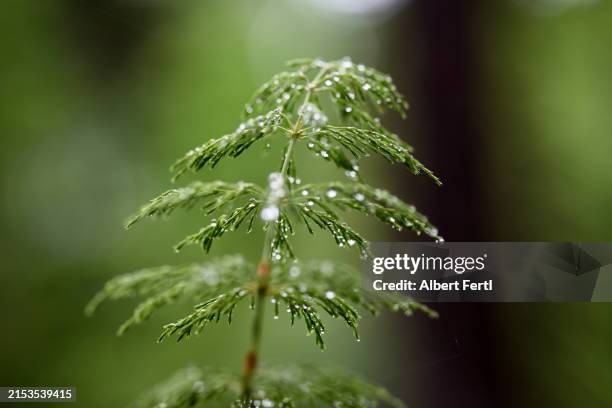 equisetum sylvaticum with drops of water - ackerschachtelhalm stock-fotos und bilder