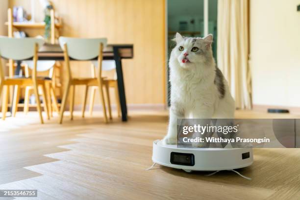 cat on robotic vacuum cleaner in house - gato blanco negro fotografías e imágenes de stock