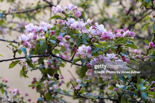 blooming apple tree - äppelblom bildbanksfoton och bilder
