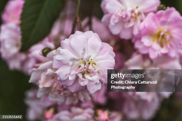 damask roses in a spring garden - damask rose stock pictures, royalty-free photos & images