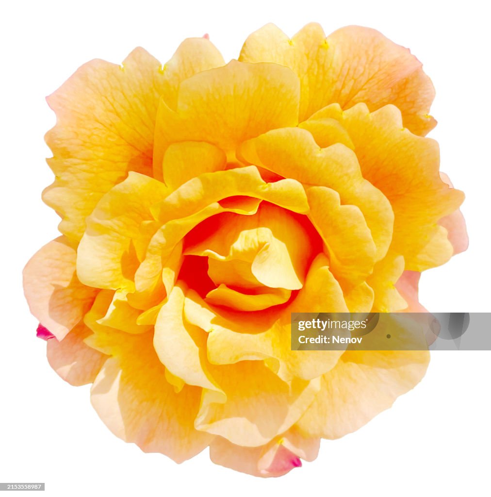 Yellow Rose With Pink Shades On White Background
