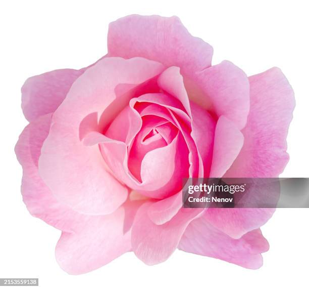 pink rose isolated on white background - rosa foto e immagini stock