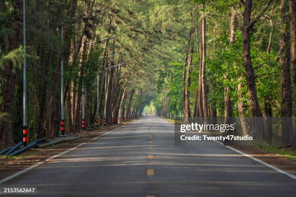 tree tunnel road in trang province, thailand - tunnel stock pictures, royalty-free photos & images