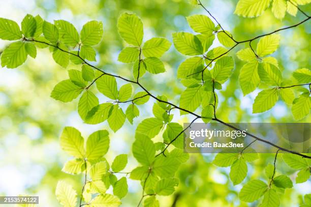 springtime and green leaves in the forest - telemark stock pictures, royalty-free photos & images