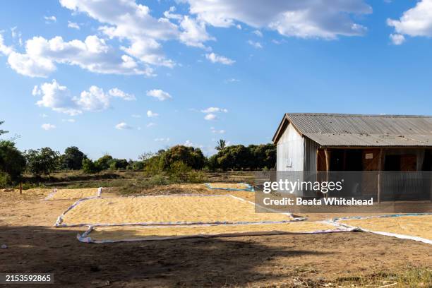 Traditional Rice Drying 1,541 Drying Rice Stock Photos, High-Res Pictures, and Images - Getty ...