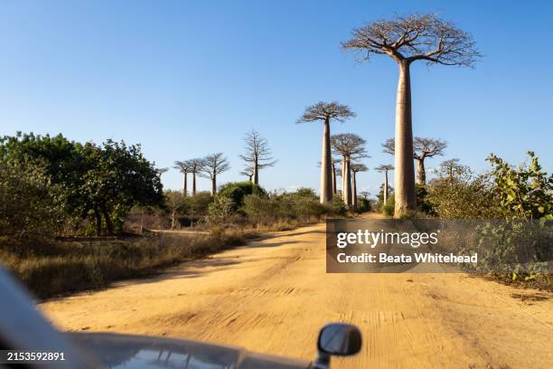avenue of the baobabs, madagascar - african baobab tree stock pictures, royalty-free photos & images