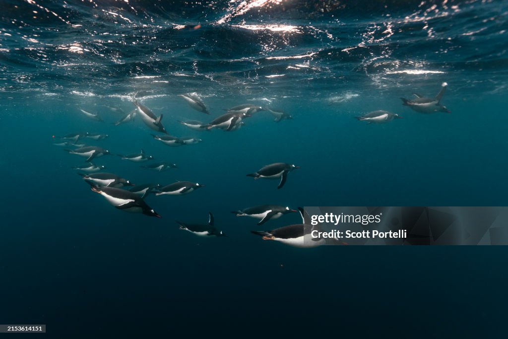 Gentoo penguins underwater
