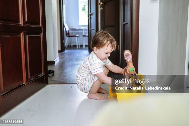 toddler boy placing a toy dinosaur on a potty at home, potty training through play, early development - potty training stock pictures, royalty-free photos & images
