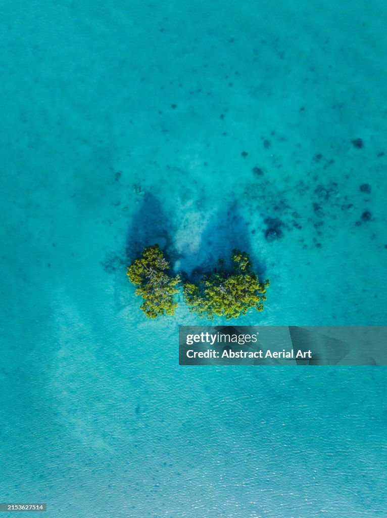 Mangrove trees in Roebuck bay at high tide shot from a drone point of view, Broome, Western Australia, Australia