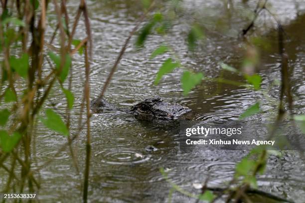 57 Yangtze Alligator Stock Photos, High-Res Pictures, and Images ...