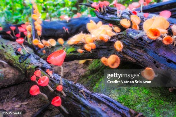 little fungi cup mushrooms on wooden log in forest. - mushroom coral stock pictures, royalty-free photos & images