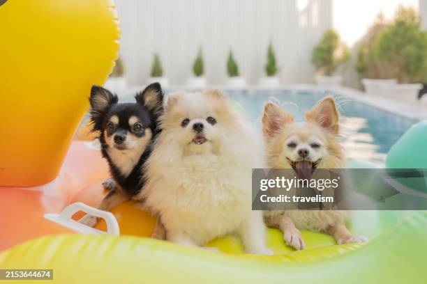 chihuahua dog and pomeranien fun playful on a float in a pool. - verwend huisdier stockfoto's en -beelden