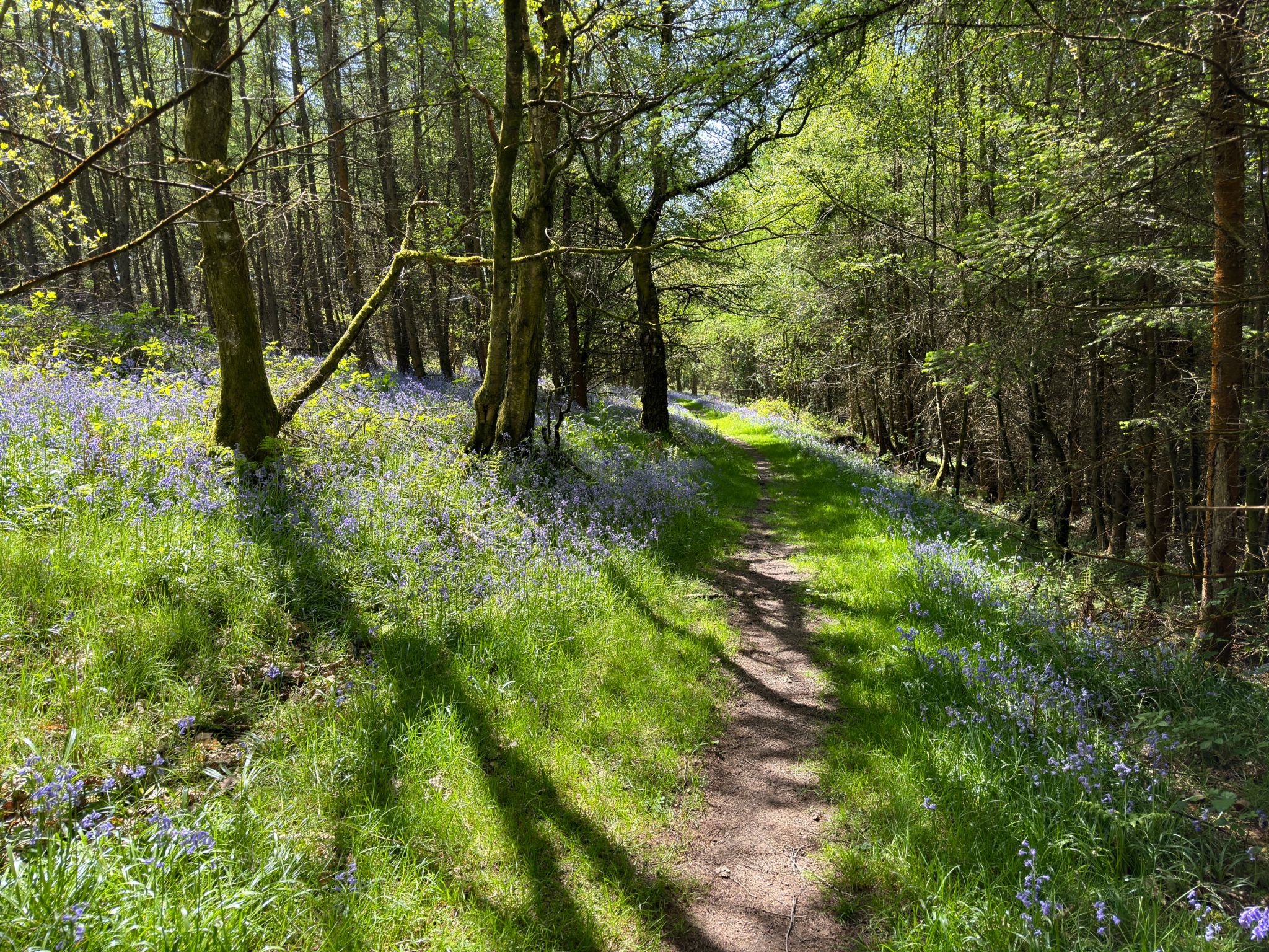 wild forest