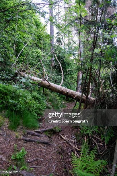 Fallen Tree In Jungle 653 Fallen Tree Jungle Stock Photos, High-Res Pictures, and Images ...