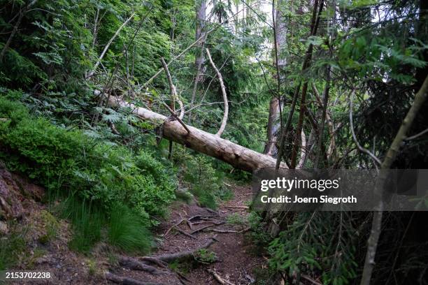 Fallen Tree In Jungle 653 Fallen Tree Jungle Stock Photos, High-Res Pictures, and Images ...