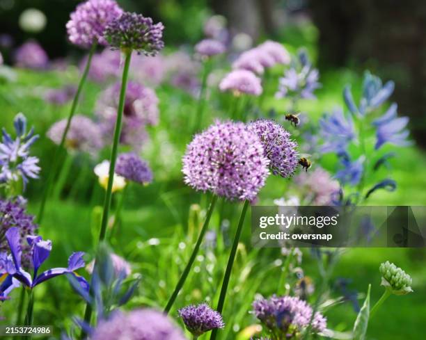 city roadside flowers - in bloom stock pictures, royalty-free photos & images