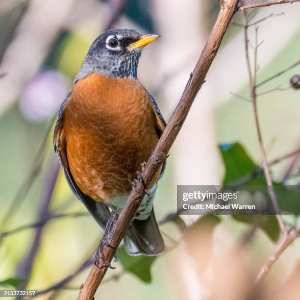 american robin - robin stock pictures, royalty-free photos & images