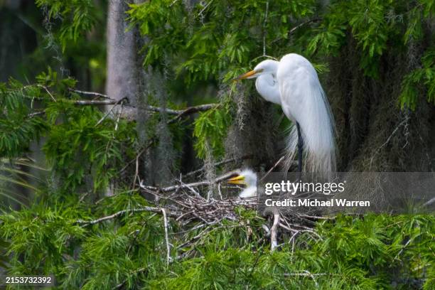 great egret nesting on cypress tree - cypress tree florida photos et images de collection