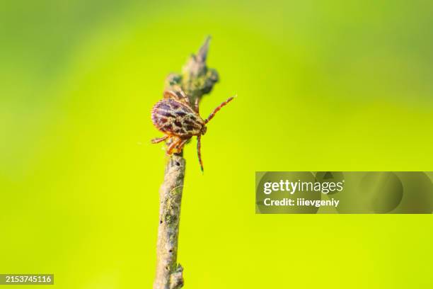 cochez sur la branche sèche. - tique à pattes noires photos et images de collection