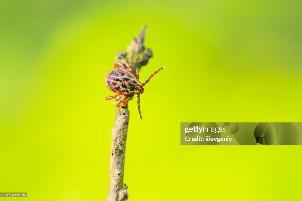 Tick ​​on dry branch.