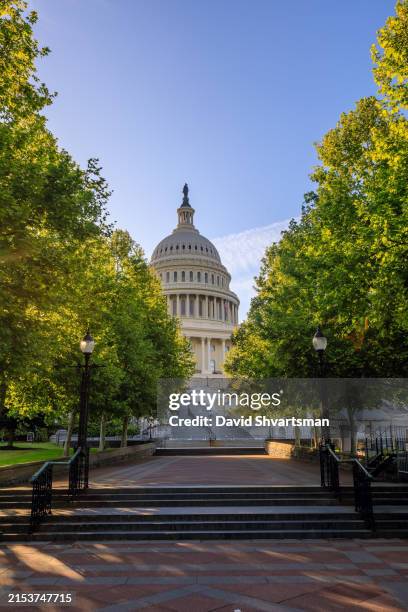 the east side of the us capitol building, framed by trees, in the early morning, washington dc, usa. - washington photos et images de collection
