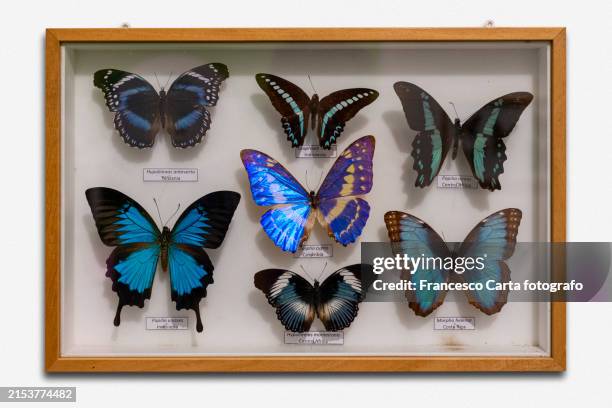 framed butterfly collection - multiple picture frames stock pictures, royalty-free photos & images