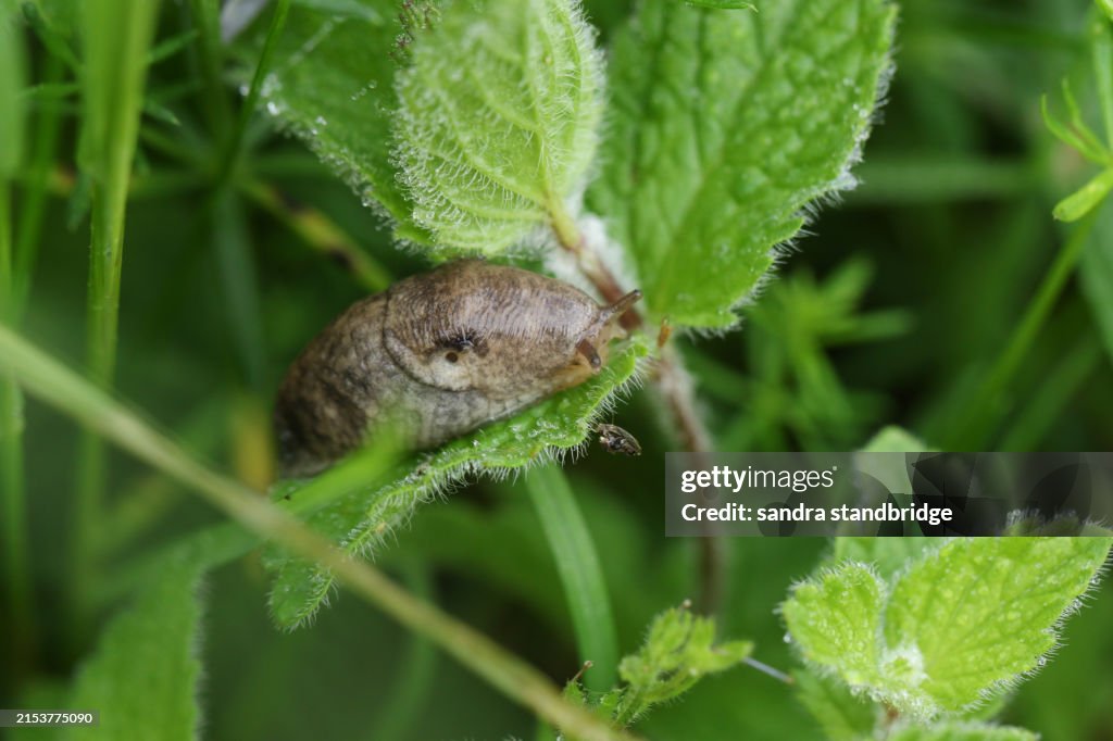 A Netted Slug, Deroceras reticulatum, walking over a leaf.