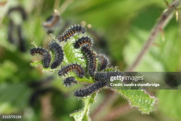 a number of emperor moth caterpillars, saturnia pavonia, feeding on a bramble leaf. - medium group of animals stock pictures, royalty-free photos & images