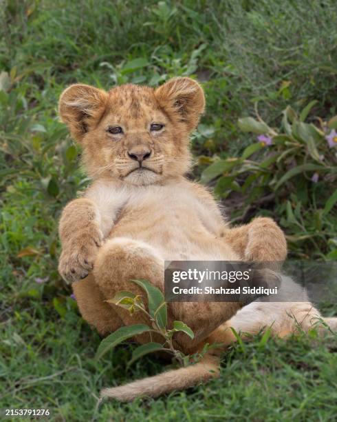 lion cub - africa - lion cub stock pictures, royalty-free photos & images