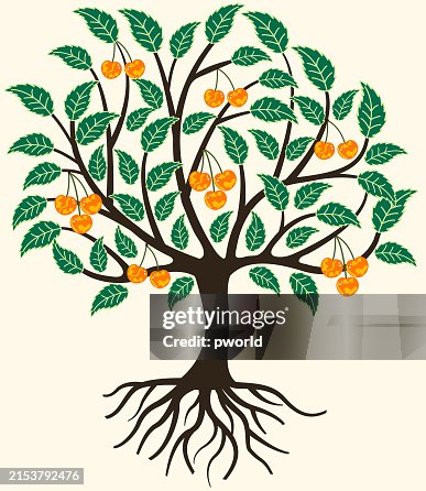 Cherry tree background . Cherry tree background .