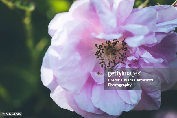 a pink damask rose flower - damask rose stock pictures, royalty-free photos & images