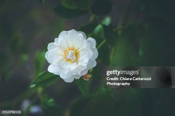 a white damask rose flower - damask rose stock pictures, royalty-free photos & images