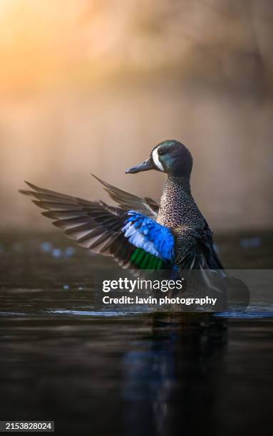 blue winged teal at sunset - ave aquática imagens e fotografias de stock