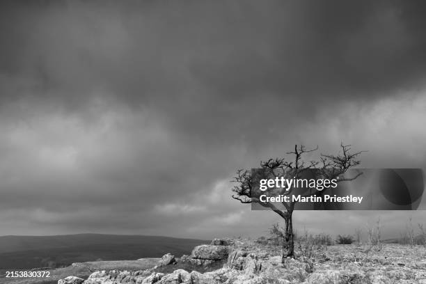 lone tree on limestone pavement above the village of conistone, yorkshire dales - atmosferische lucht stockfoto's en -beelden