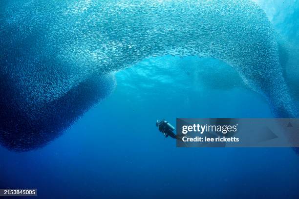 sardine run - mergulho autónomo imagens e fotografias de stock