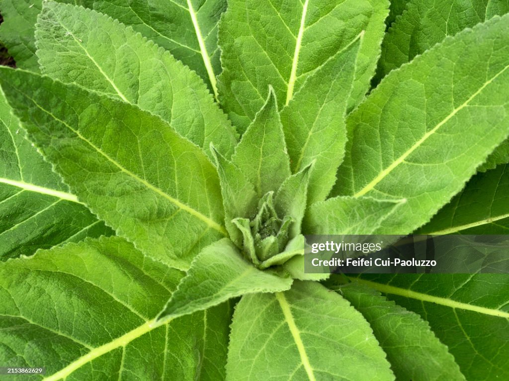 Verbascum thapsus plant background, great mullein, greater mullein or common mullein