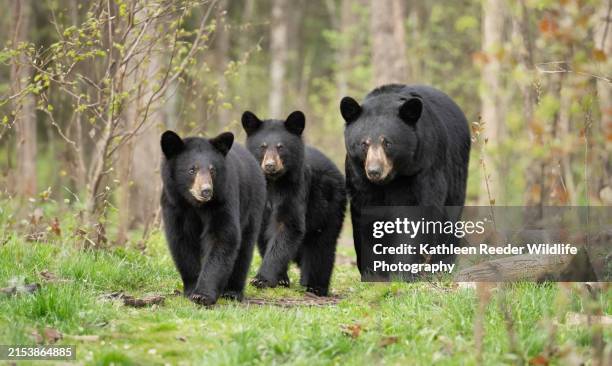 black bear in midwest usa - bear stock pictures, royalty-free photos & images