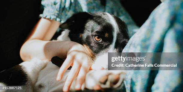a coy little dog snuggles into a child, revealing a single curious eye - symbiotische relatie stockfoto's en -beelden