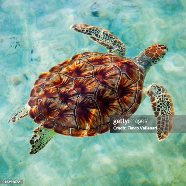 green sea turtle in grand cayman - caribbean sea turtle stock pictures, royalty-free photos & images