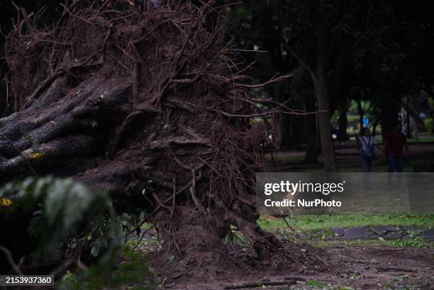 Colombo Roots 9,504 Climate Of Sri Lanka Stock Photos, High-Res Pictures, and Images ...