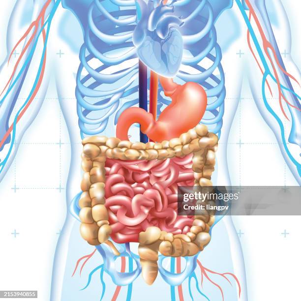 stockillustraties, clipart, cartoons en iconen met human digestive system - menselijk maag darmstelsel