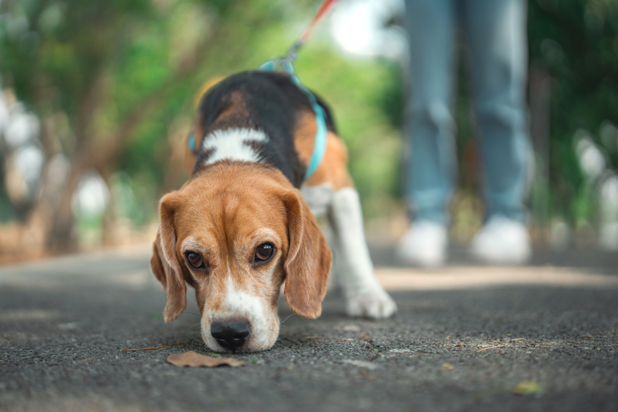 eco-friendly pet care