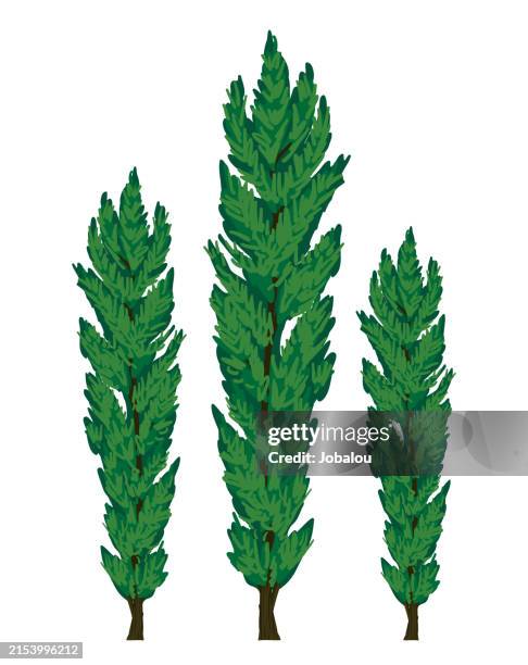 beautiful green cypress tree with doodle leaves - cypress tree stock illustrations